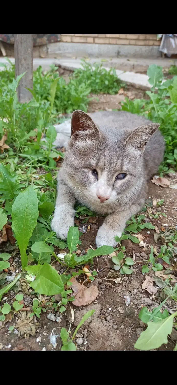 گربه گمشده|حیوانات|کرمان, |دیوار