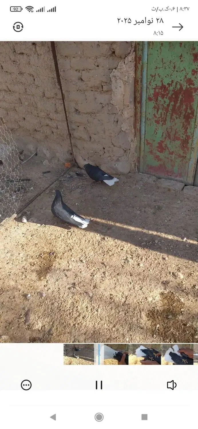 دم سفید|پرنده|فسا, |دیوار