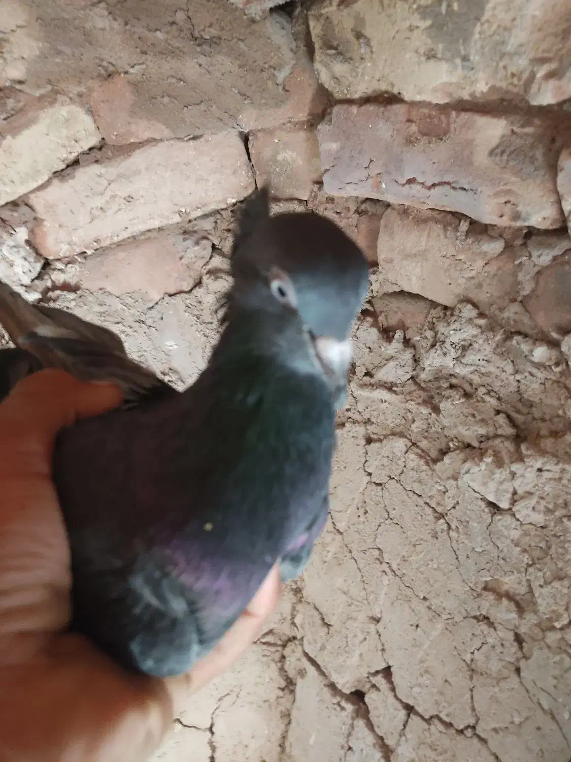 کفتر فروشی|پرنده|سده (خراسان جنوبی), |دیوار