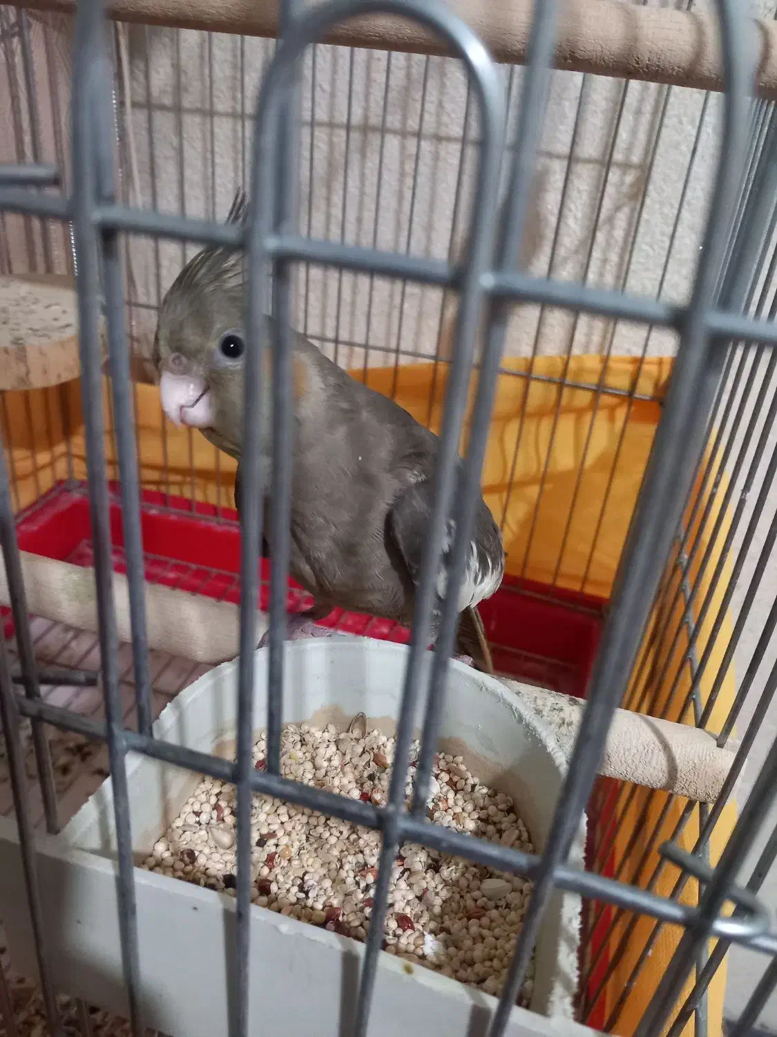 جوجه عروس|پرنده|بروجرد, |دیوار