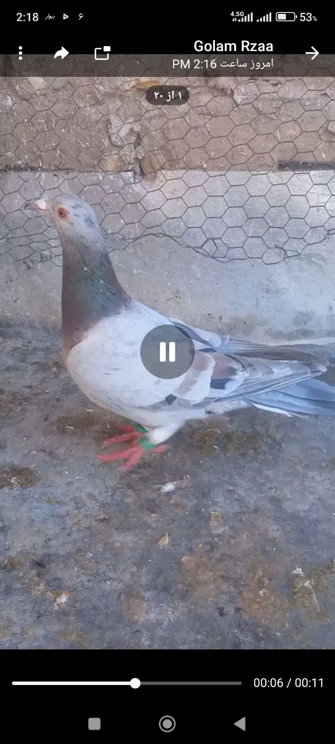 ماده هفترنگ خطی|حیوانات|قزوین, |دیوار