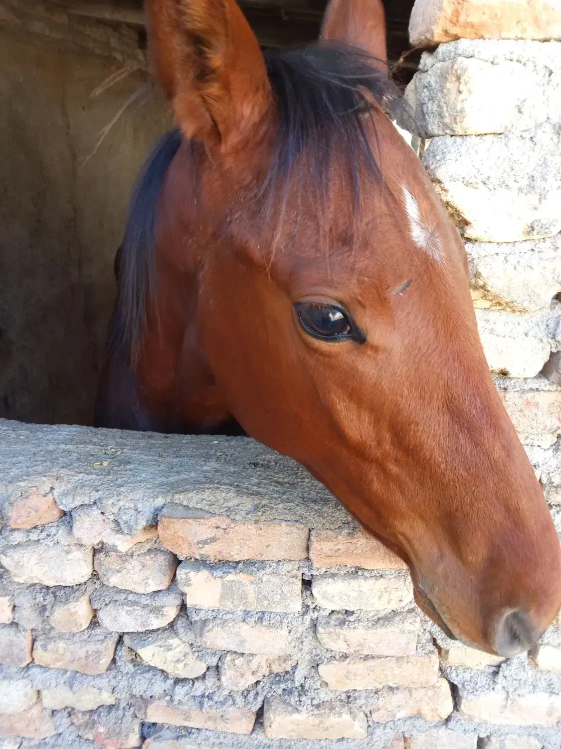 اسب نریان 8ماهه|اسب و تجهیزات اسب‌سواری|سیمین شهر, |دیوار