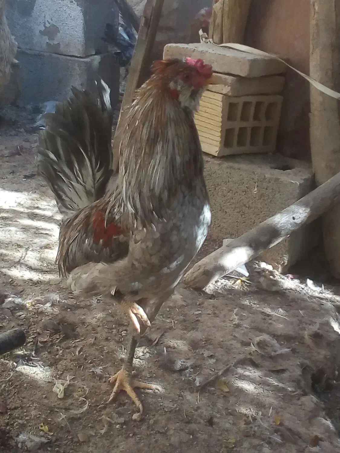 خروس گلین|حیوانات مزرعه|شهرضا, |دیوار