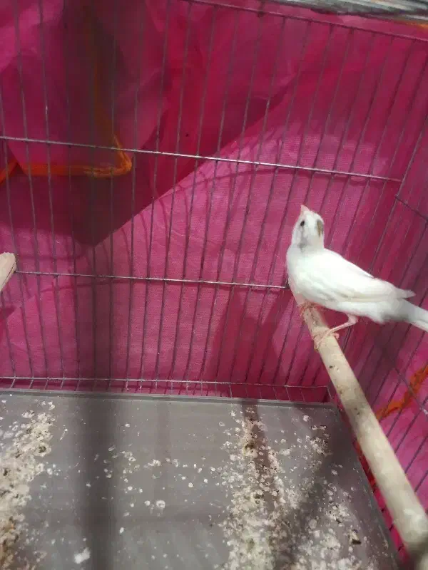 قناری سفید|پرنده|سلماس, |دیوار