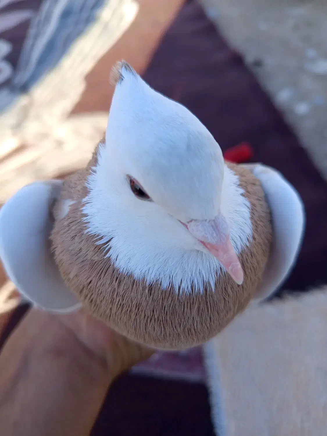 کفتر|پرنده|لالی, |دیوار