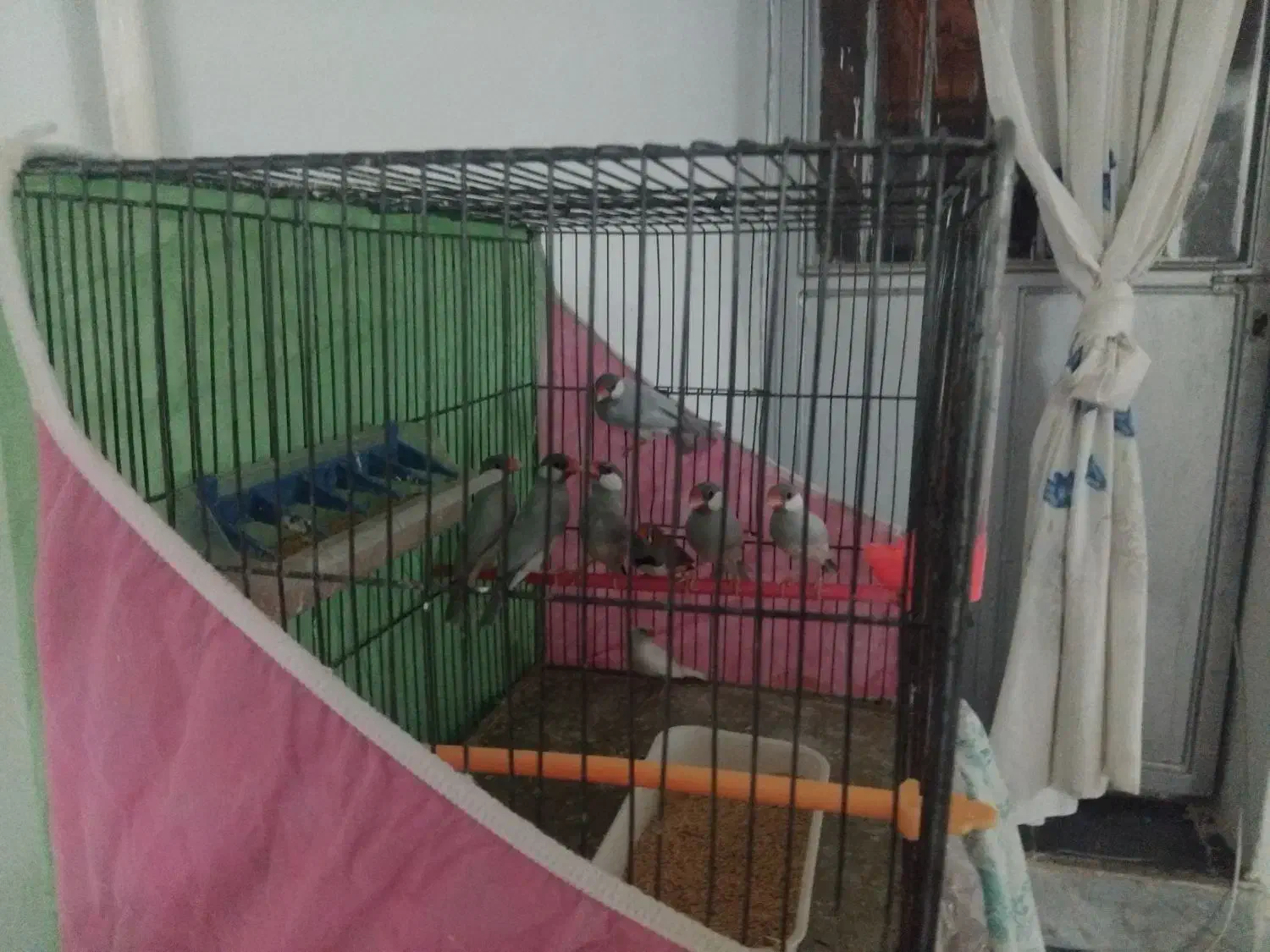 ۳ جفت فنچ نرگسی به ضمانت سیلور|پرنده|بیرجند, |دیوار