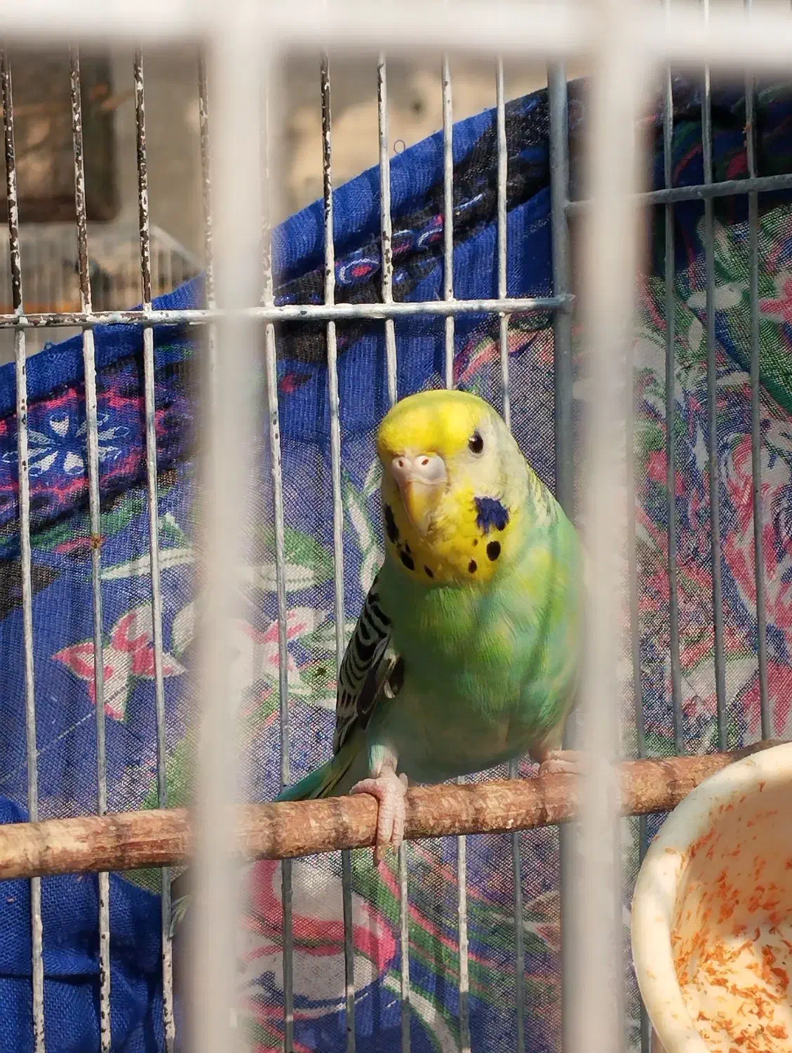 مرغ عشق اسپانگل|پرنده|خرمشهر, |دیوار