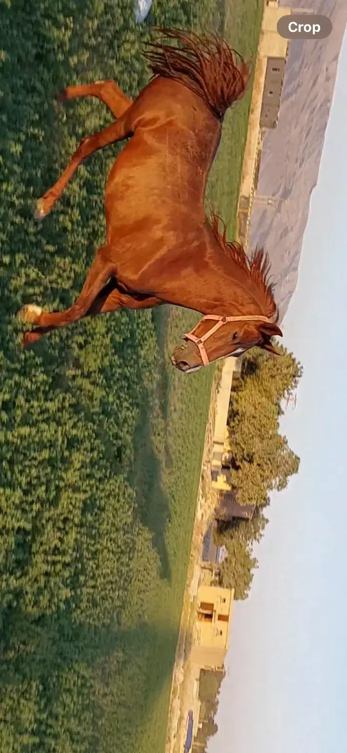 مادیون دیدنی|اسب و تجهیزات اسب‌سواری|مرودشت, ژیان|دیوار