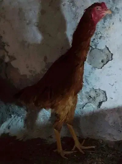 لاری 7ماهه|حیوانات مزرعه|مشگین شهر, |دیوار