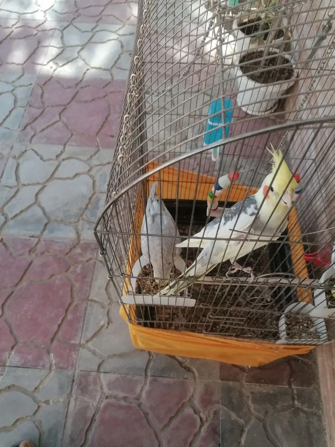 حیوان|پرنده|صباشهر, |دیوار