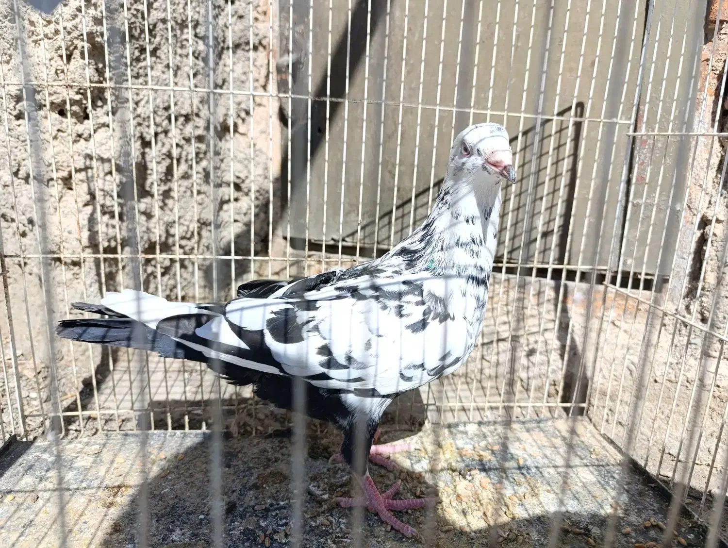 کفتر رنگه|پرنده|مشهد, امیرآباد|دیوار