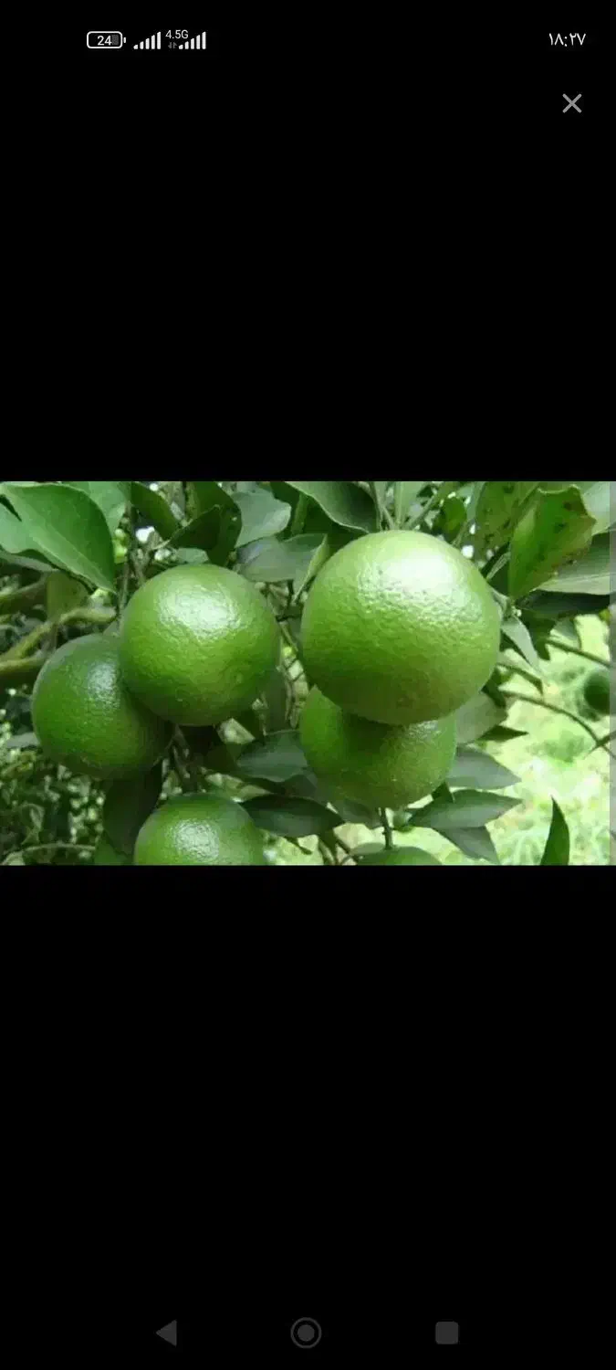 نارنج درجه یک|خوردنی و آشامیدنی|ریگ, |دیوار