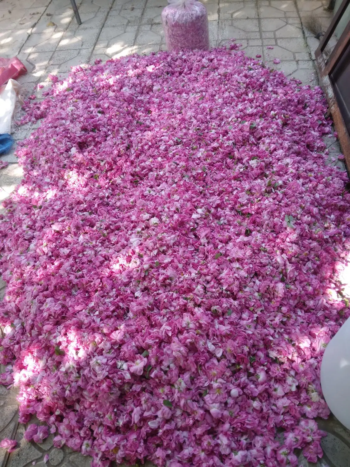 گلاب|خوردنی و آشامیدنی|مریوان, |دیوار