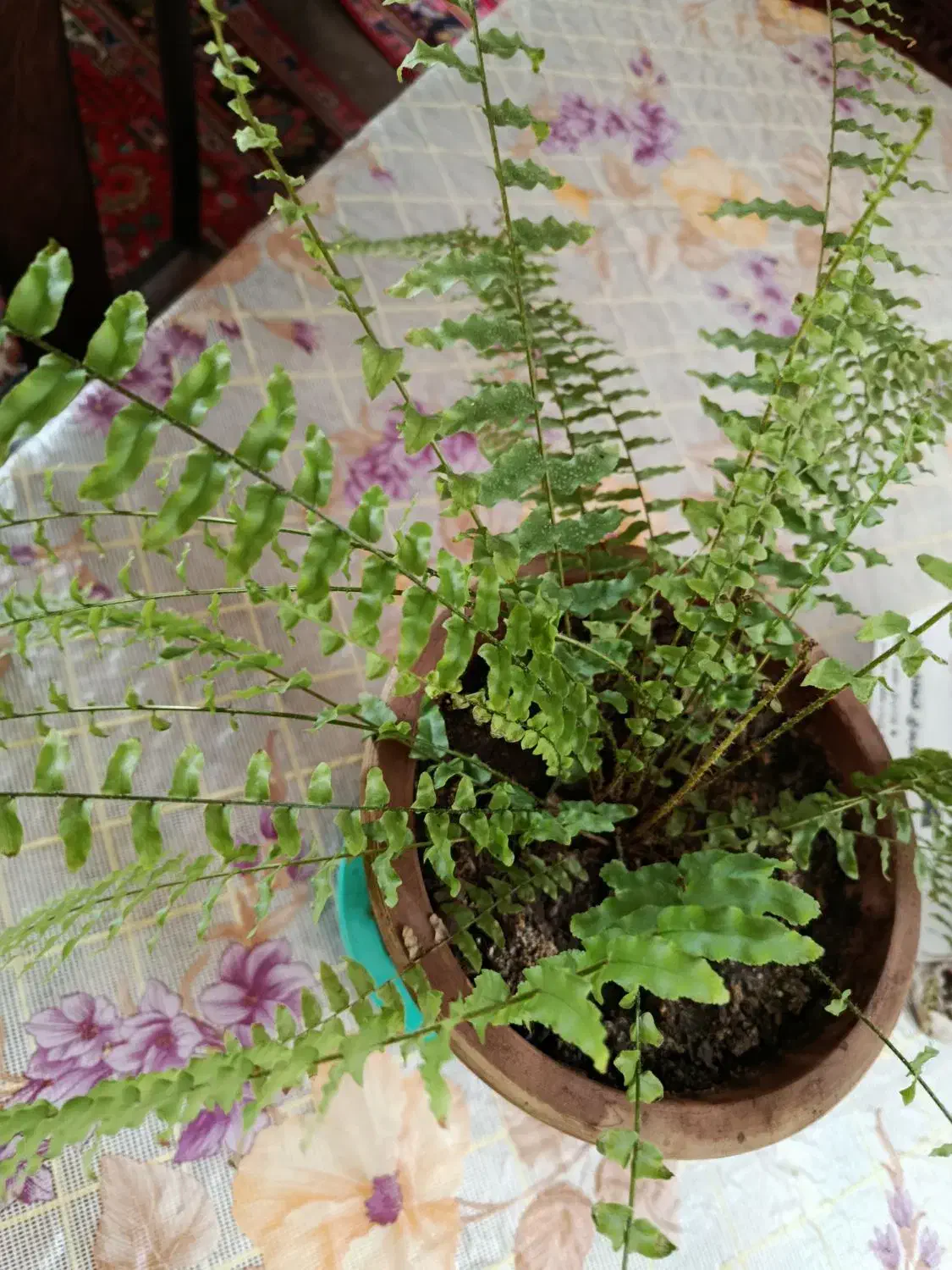 گل سرخس|گل و گیاه طبیعی|ارومیه, |دیوار