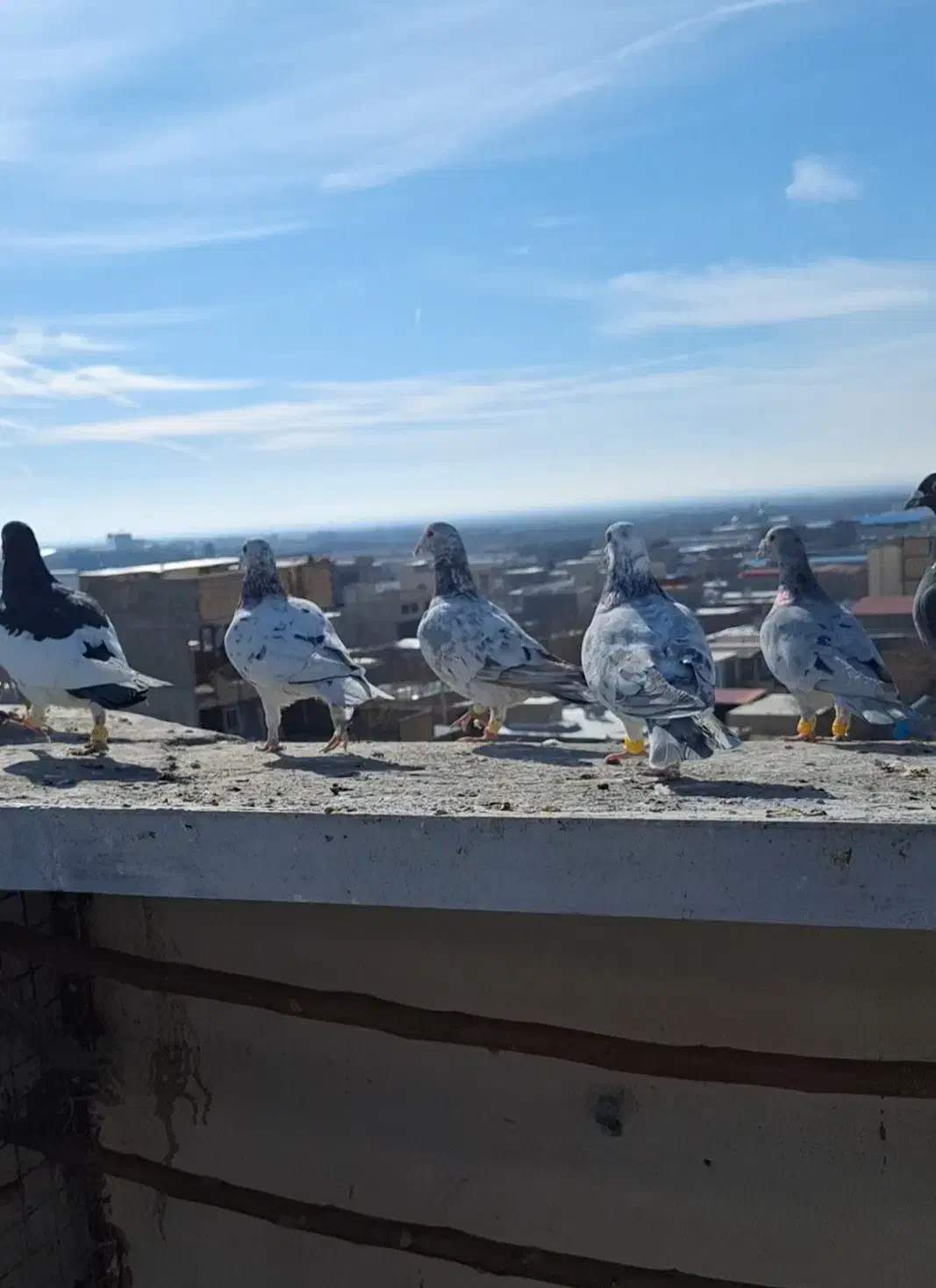 کفتر پرشی|پرنده|زاویه, |دیوار