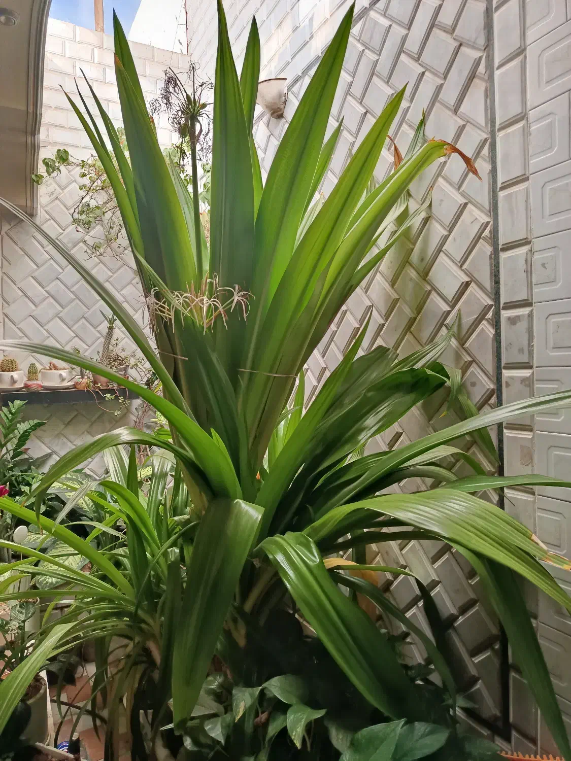 گل برگ موزی (گلاریس)|گل و گیاه طبیعی|نجفآباد, سعدی|دیوار