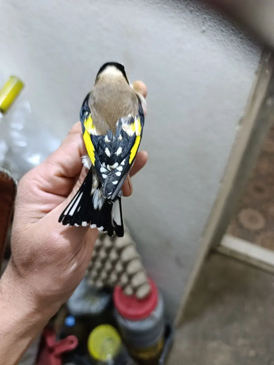 سهره تازه گیر|پرنده|بروجرد, |دیوار