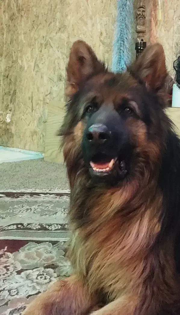 ژرمن نر کینگ جفت بیضه|سگ|شیراز, محمدیه|دیوار