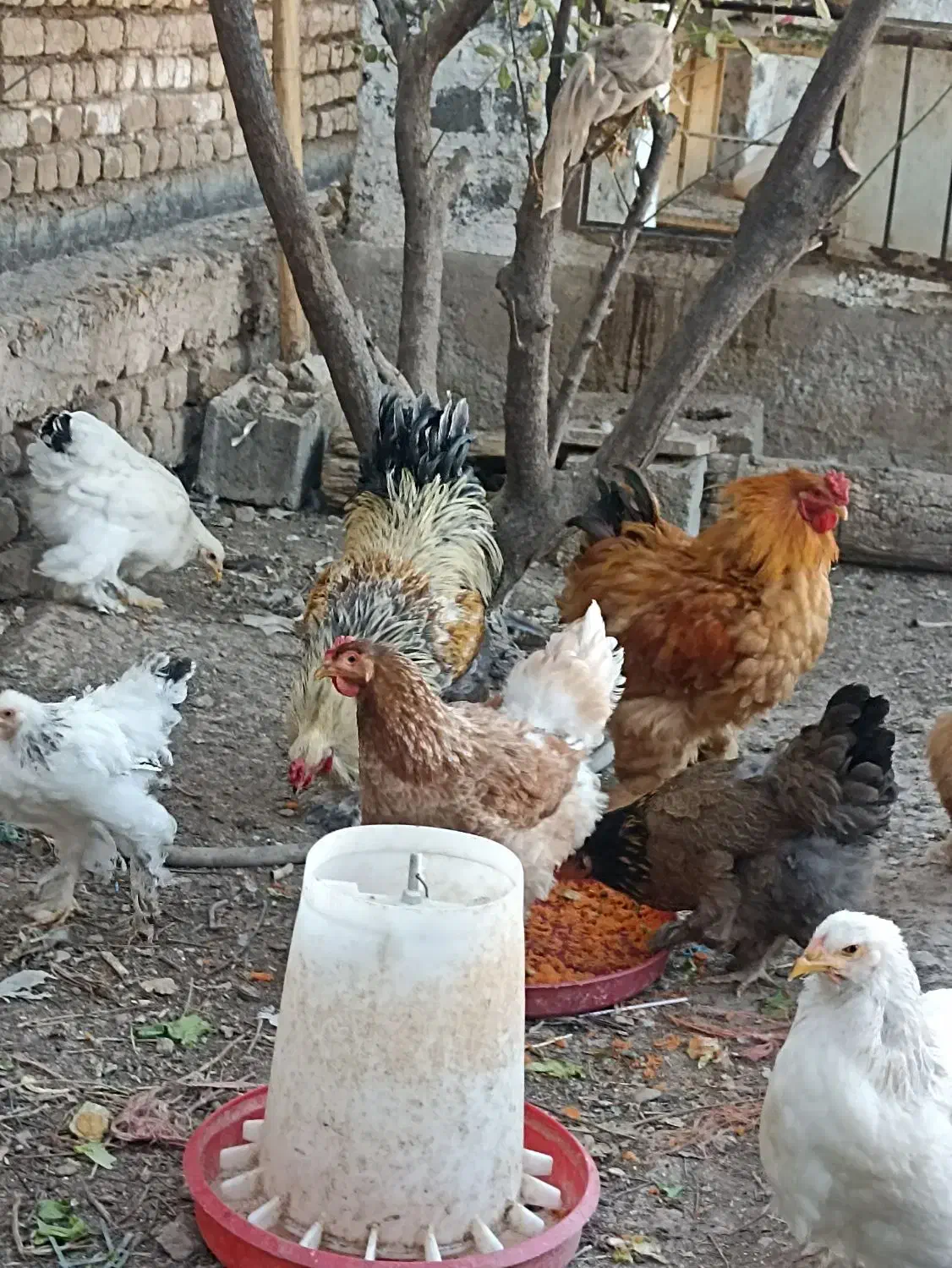 تخم نطفه دار برهما|حیوانات مزرعه|کاشان, راوند|دیوار