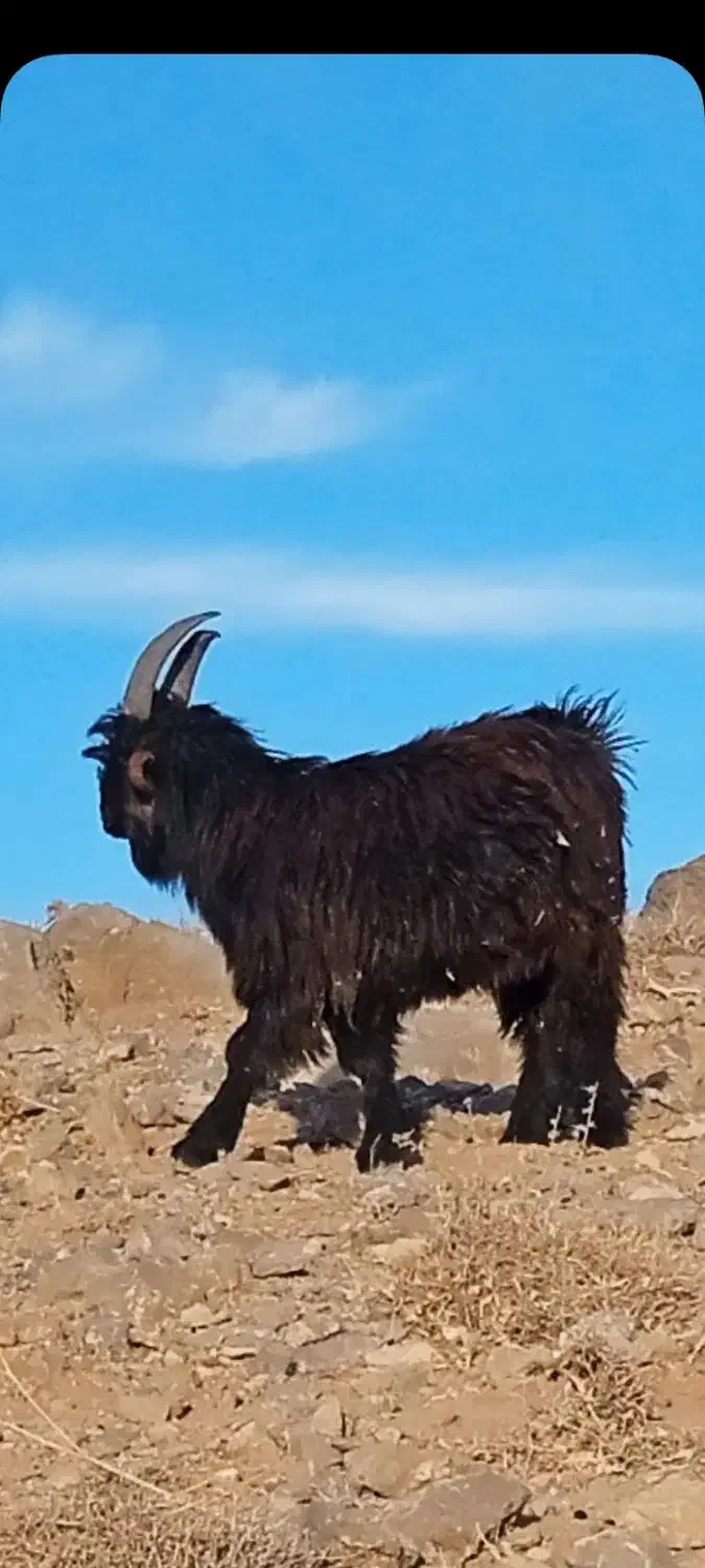 کهره دوبوری فروشی و چوپانی انجام میدم|حیوانات مزرعه|بروجن, |دیوار