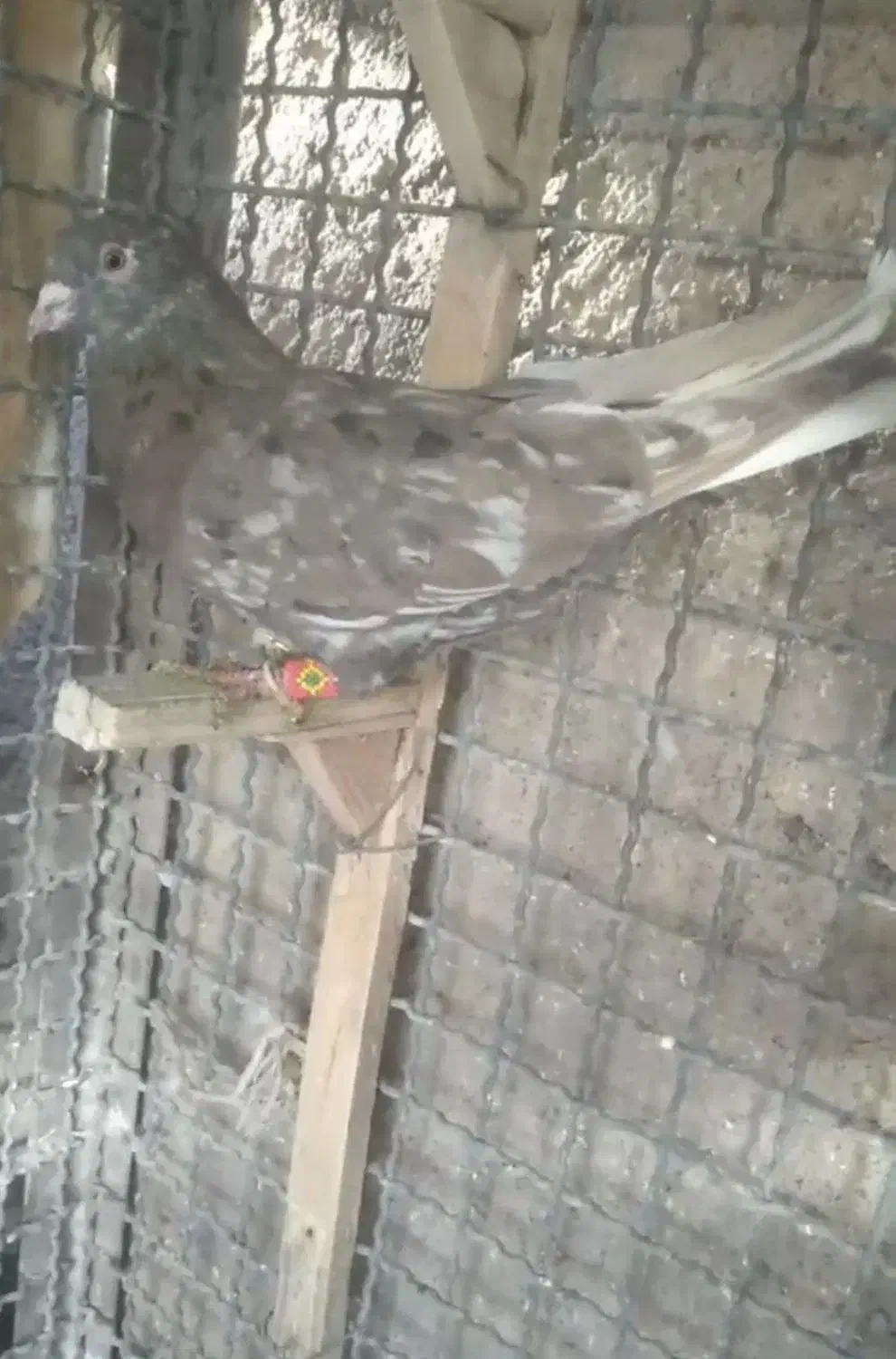 فروشی|پرنده|درمیان, |دیوار