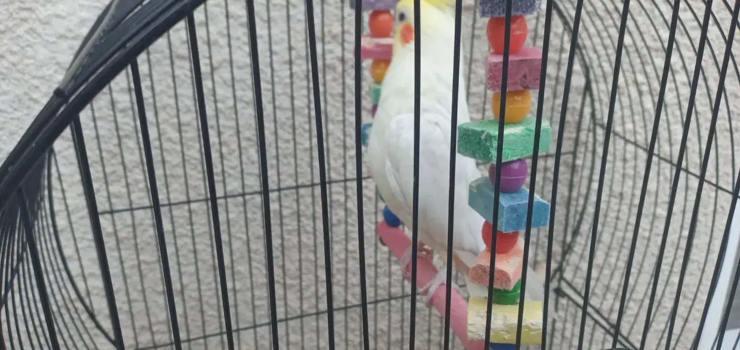 عروس هلندی|پرنده|ایوان, |دیوار