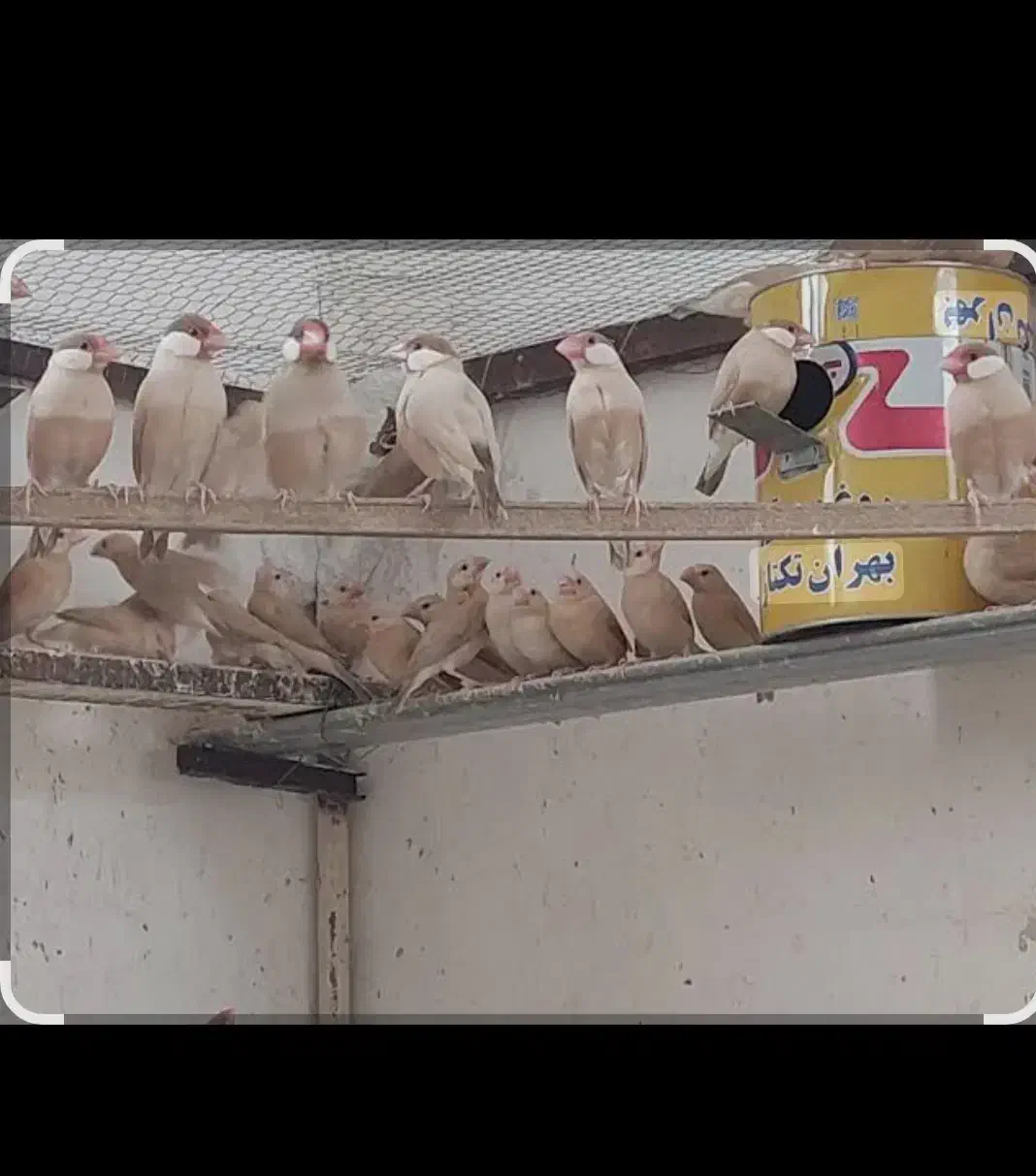 فنچ نرگسی شکلاتی|پرنده|سراوان, |دیوار