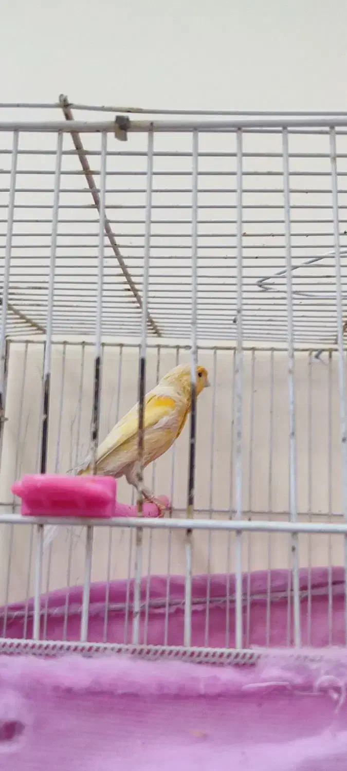 قناری|پرنده|بیرجند, |دیوار