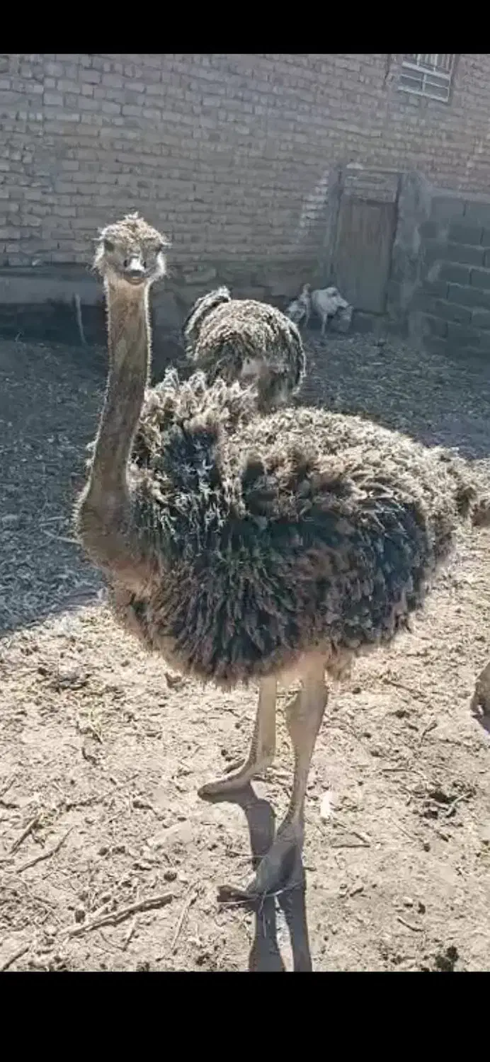 شترمرغ|حیوانات مزرعه|فریمان, |دیوار