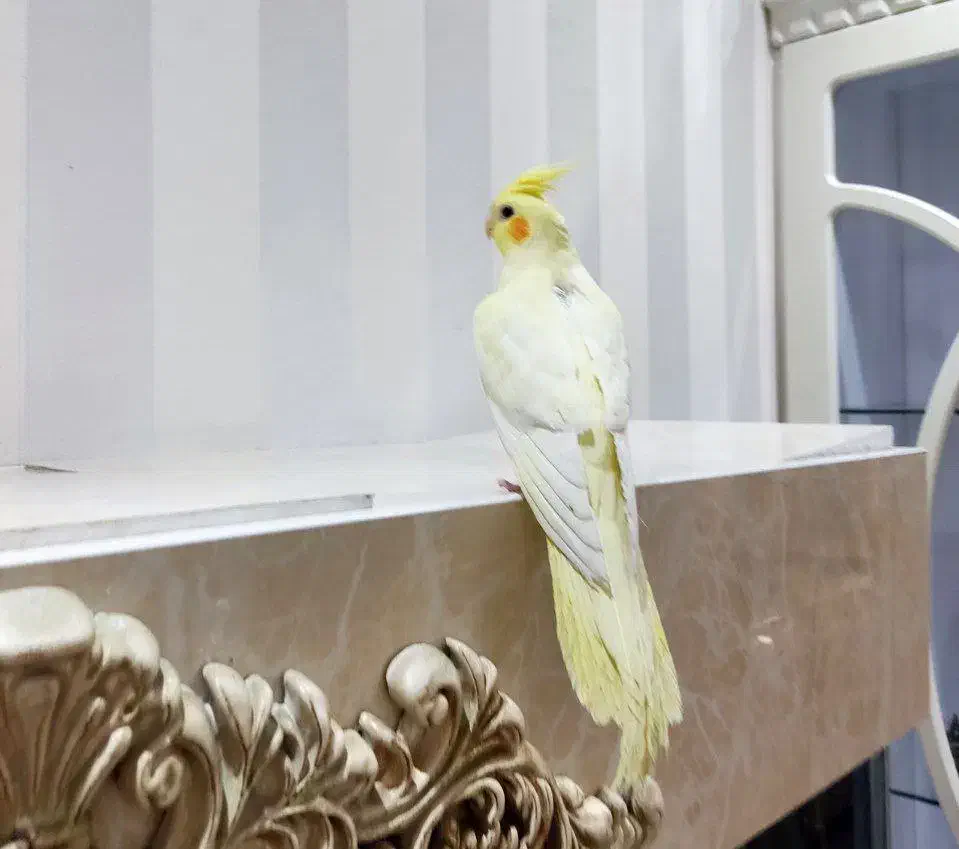 عروس هلندی|پرنده|اندیشه, اندیشه فاز ۳|دیوار