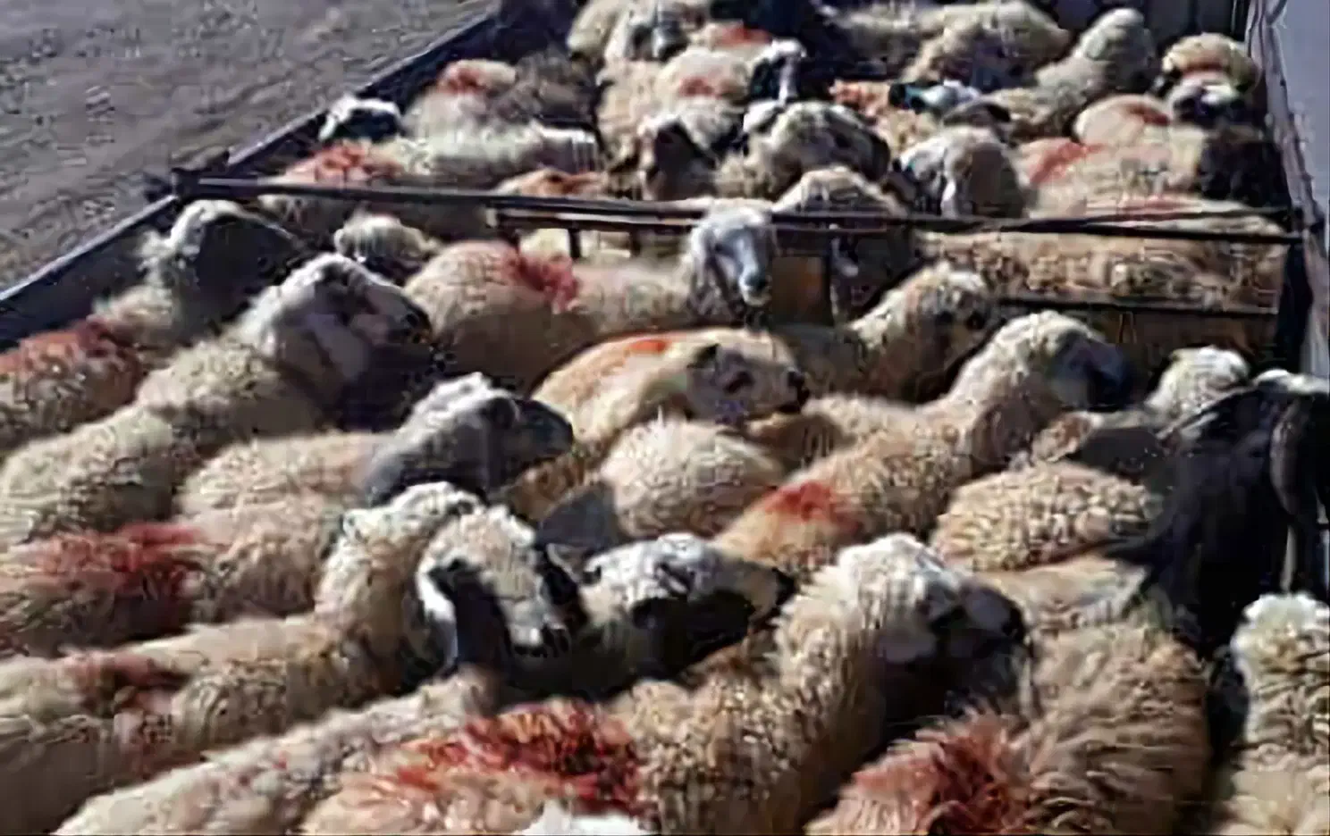 تعاونی زیر فی زیر نظر بازراس دامپزشکی|خوردنی و آشامیدنی|مشهد, کشاورز|دیوار