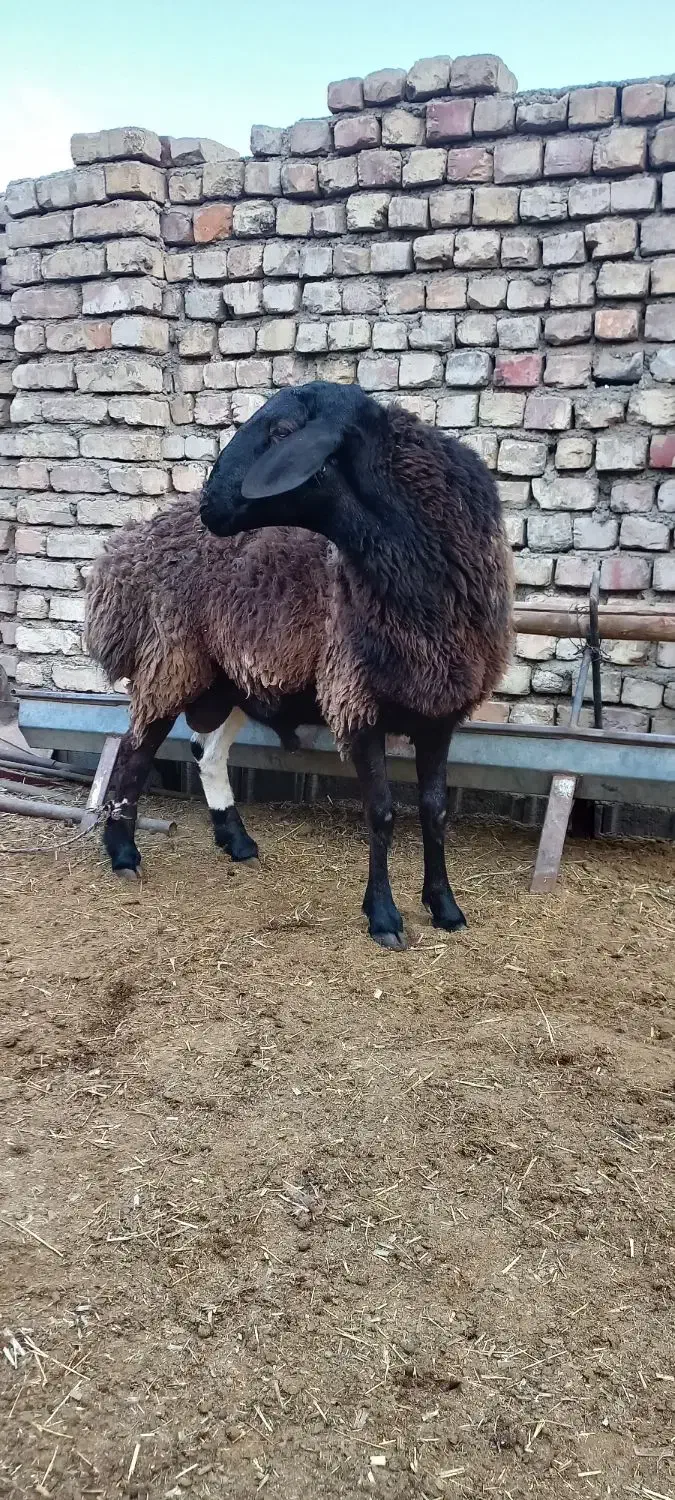 قوچ ۲سال افغانی|حیوانات مزرعه|پیر بکران, |دیوار