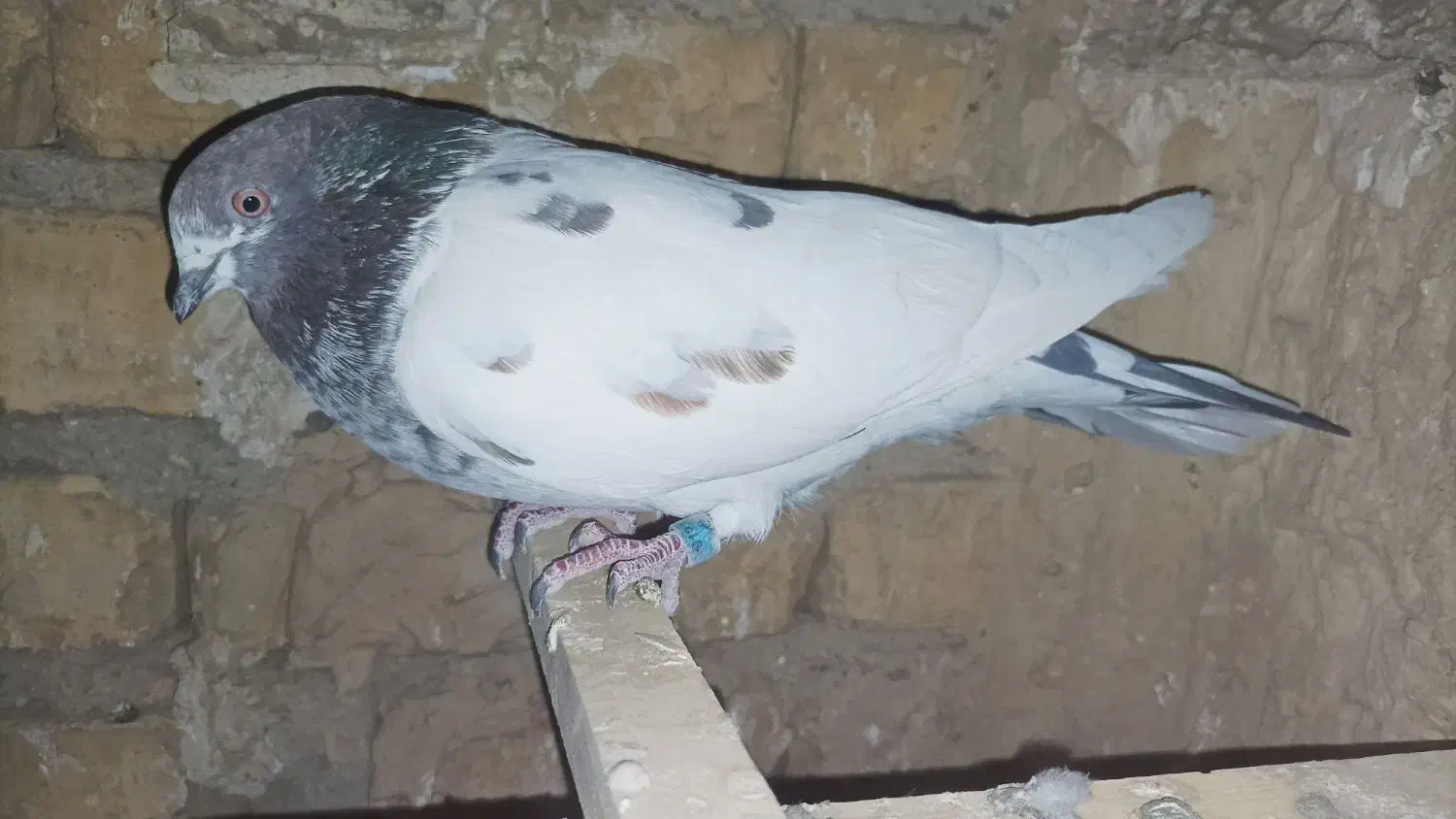 کله دار ماده|پرنده|بهارستان, |دیوار