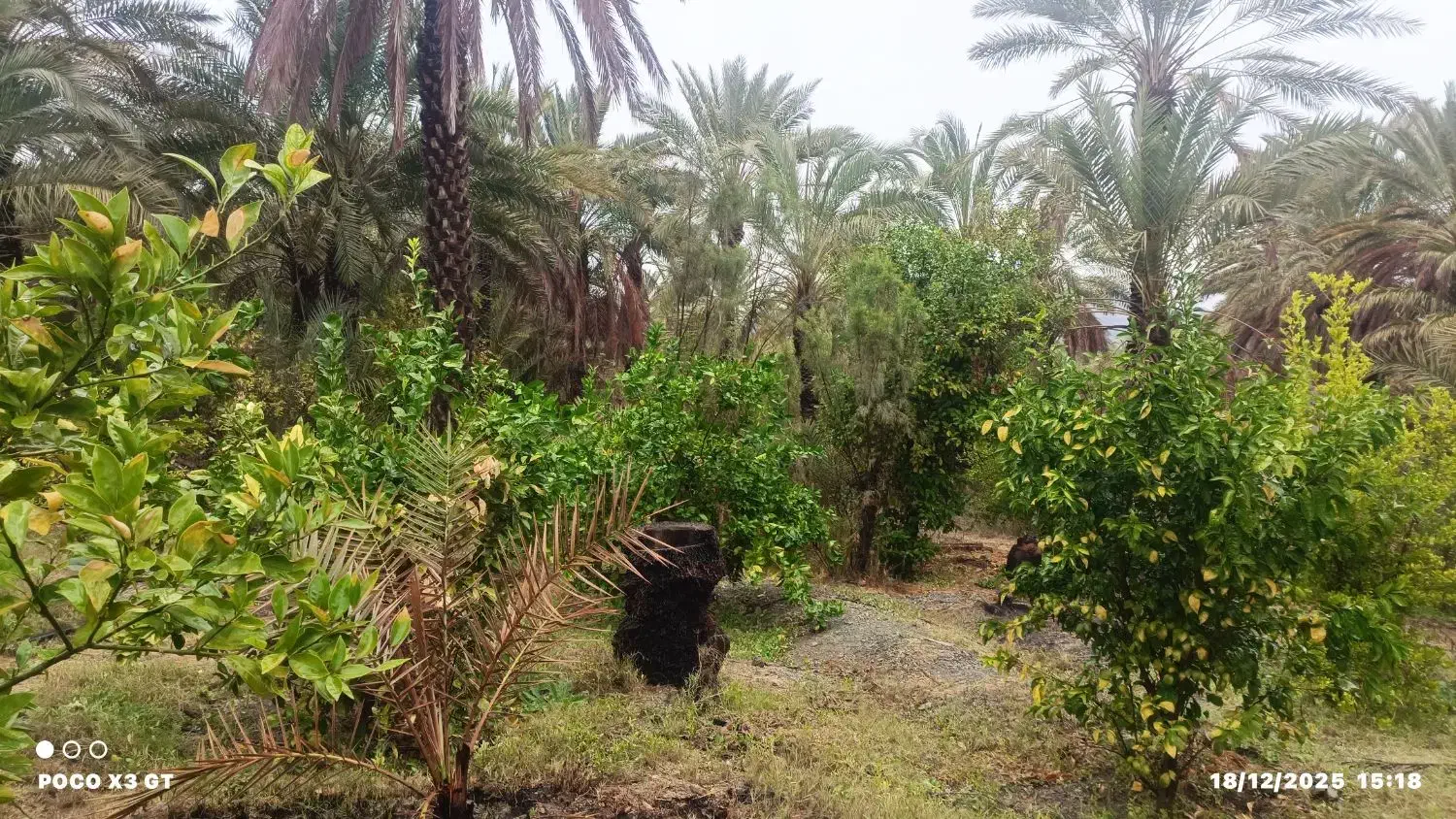 خانه باغ|فروش خانه و ویلا|کهنوج, |دیوار