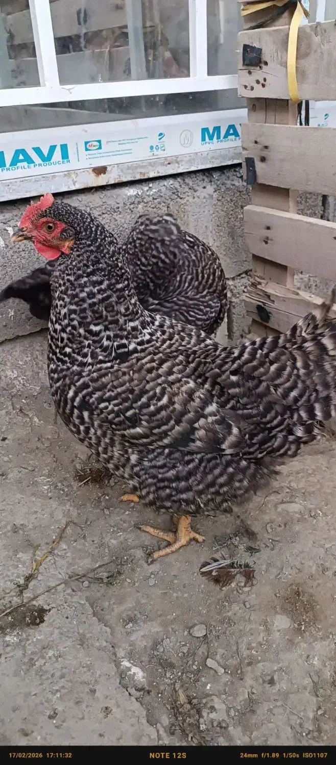 مرغ امروک|حیوانات مزرعه|چناران, |دیوار