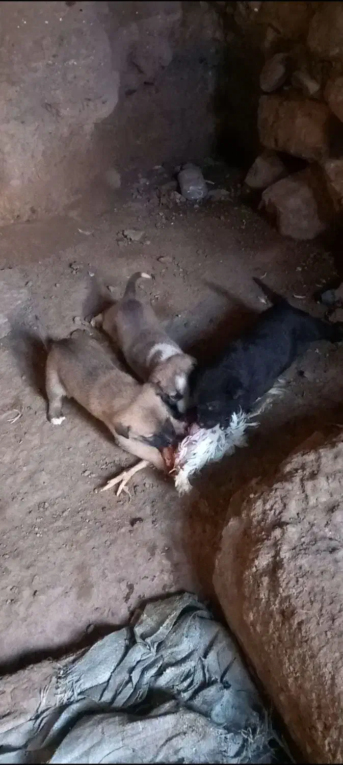 ووااگذ|سگ|سراب, |دیوار