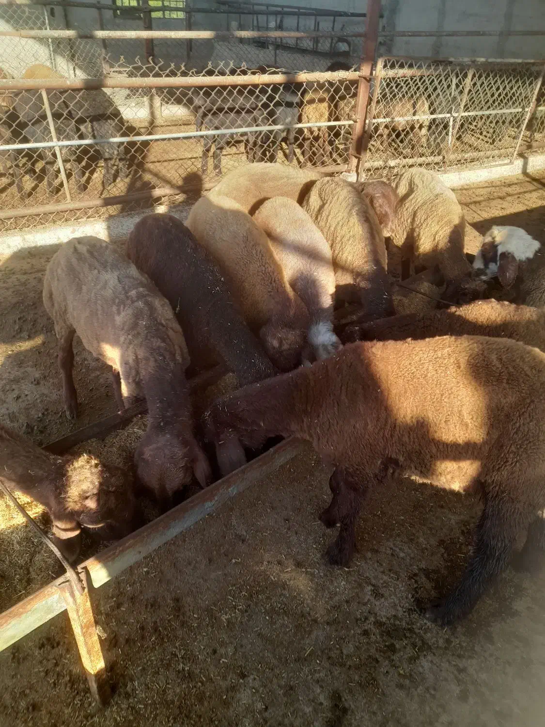 بره|حیوانات مزرعه|گرگان, |دیوار