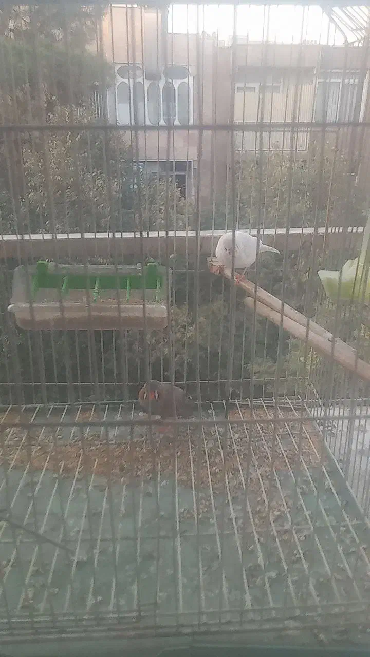 فنچ|پرنده|ری, دولتآباد|دیوار