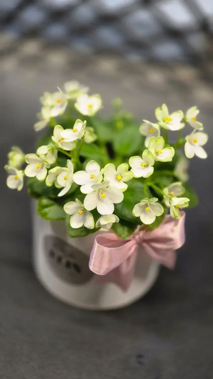 بنفشه آفریقایی|گل و گیاه طبیعی|رشت, دیلمان|دیوار