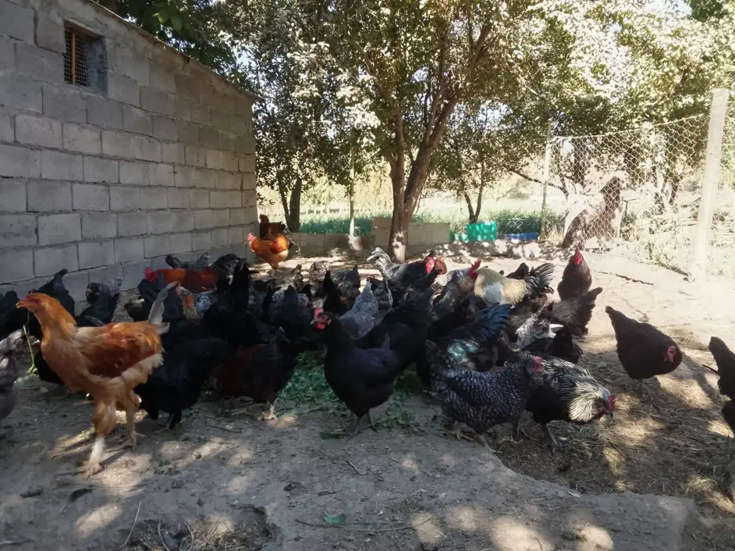 تخم مرغ نطفه دار گلپایگان و مرندی|حیوانات مزرعه|زنجان, |دیوار