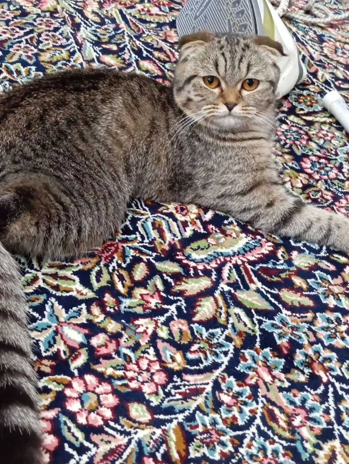 گربه اسکاتیش دبل فولد|گربه|رفسنجان, |دیوار