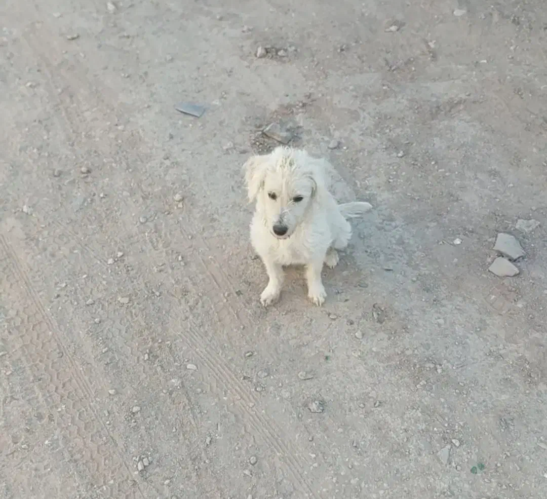 فروشی دو عدد|سگ|بافق, |دیوار