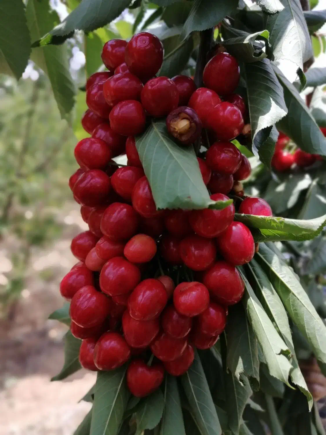 فروش نهال ضمانتی گردو بادام هلو گیلاس زردآلو|خدمات باغبانی و درختکاری|سامان, |دیوار