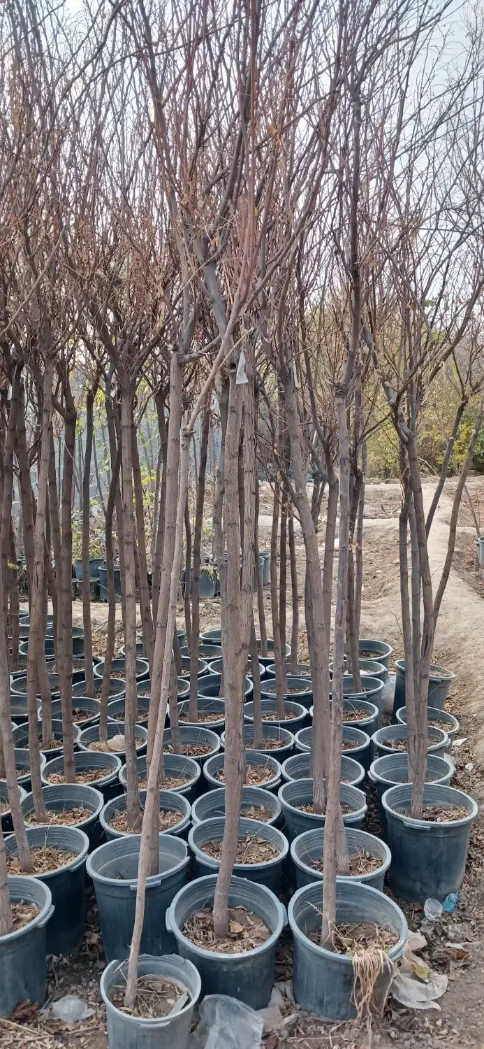 خدمات باغبانی وسمپاشی|خدمات باغبانی و درختکاری|تهران, آهنگ|دیوار