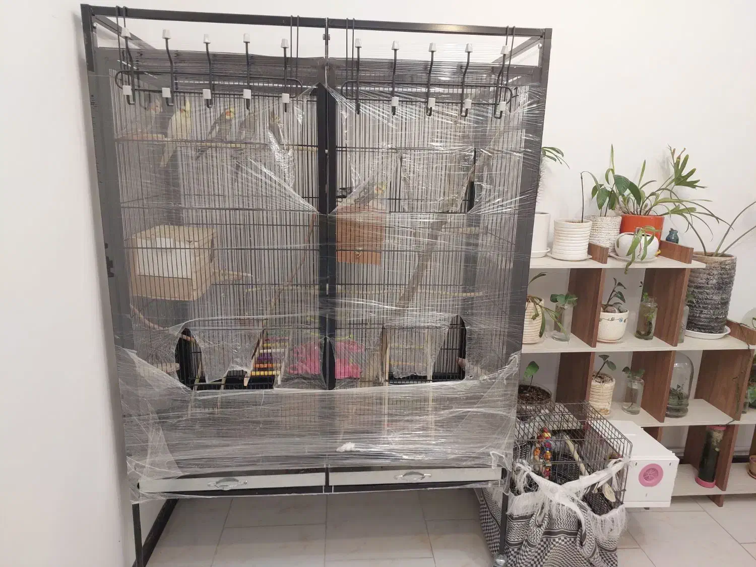 قبول واگذاری|پرنده|تهران, دردشت|دیوار