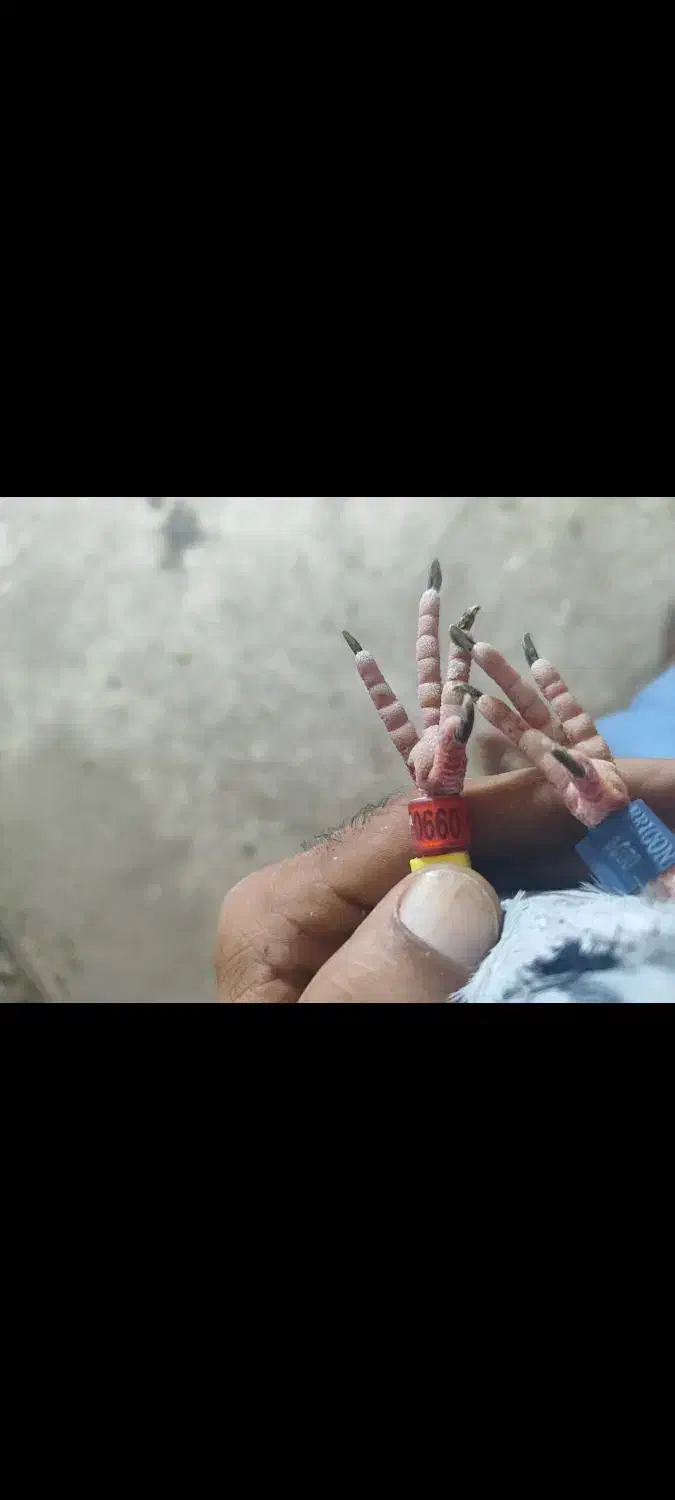 عربستان|پرنده|باوی, |دیوار