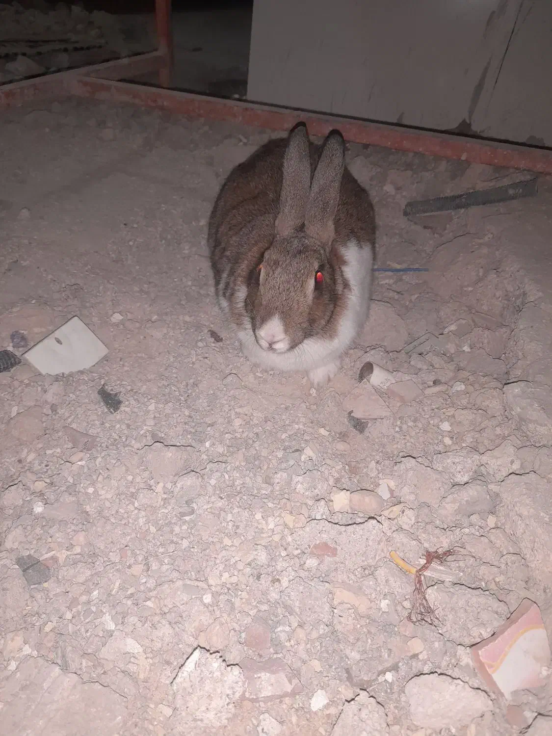 خرگوش ماده|موش و خرگوش|لردگان, |دیوار