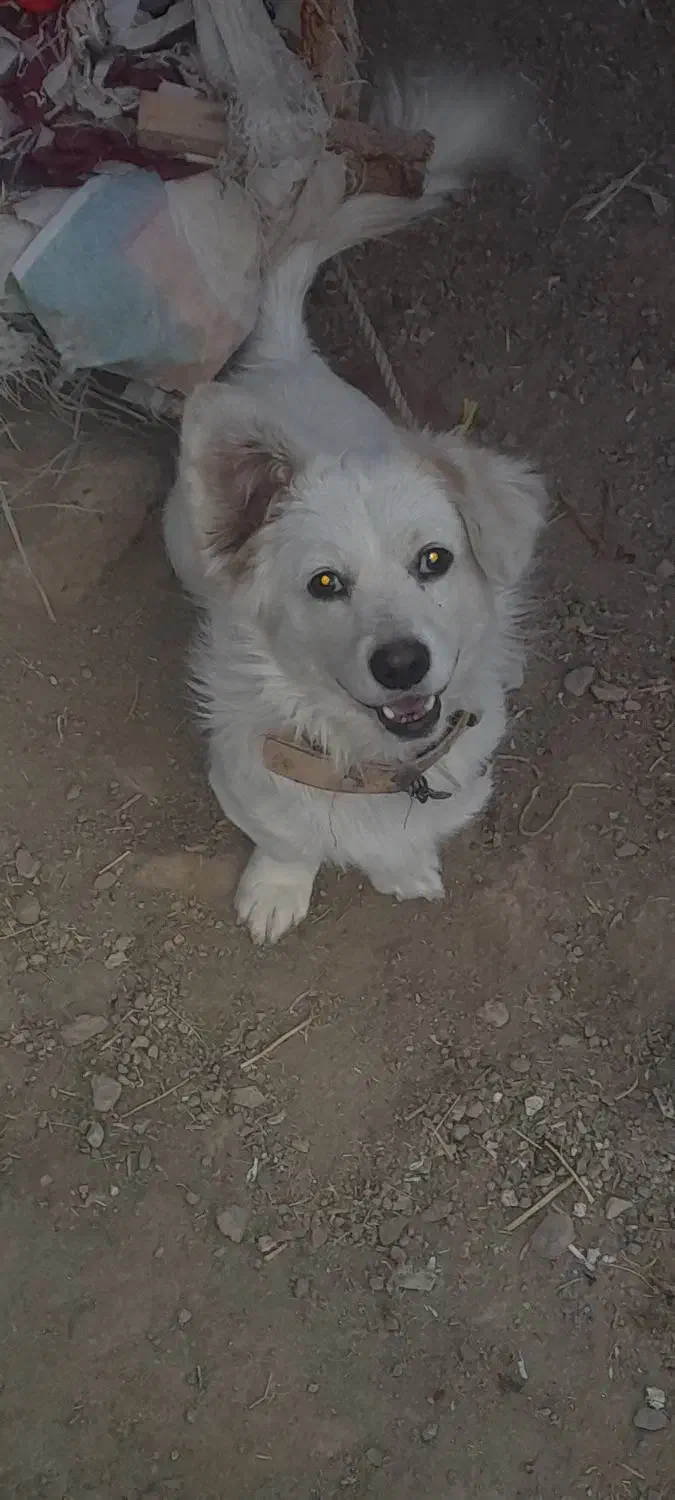 حیوان خانگی|سگ|زاوه, |دیوار