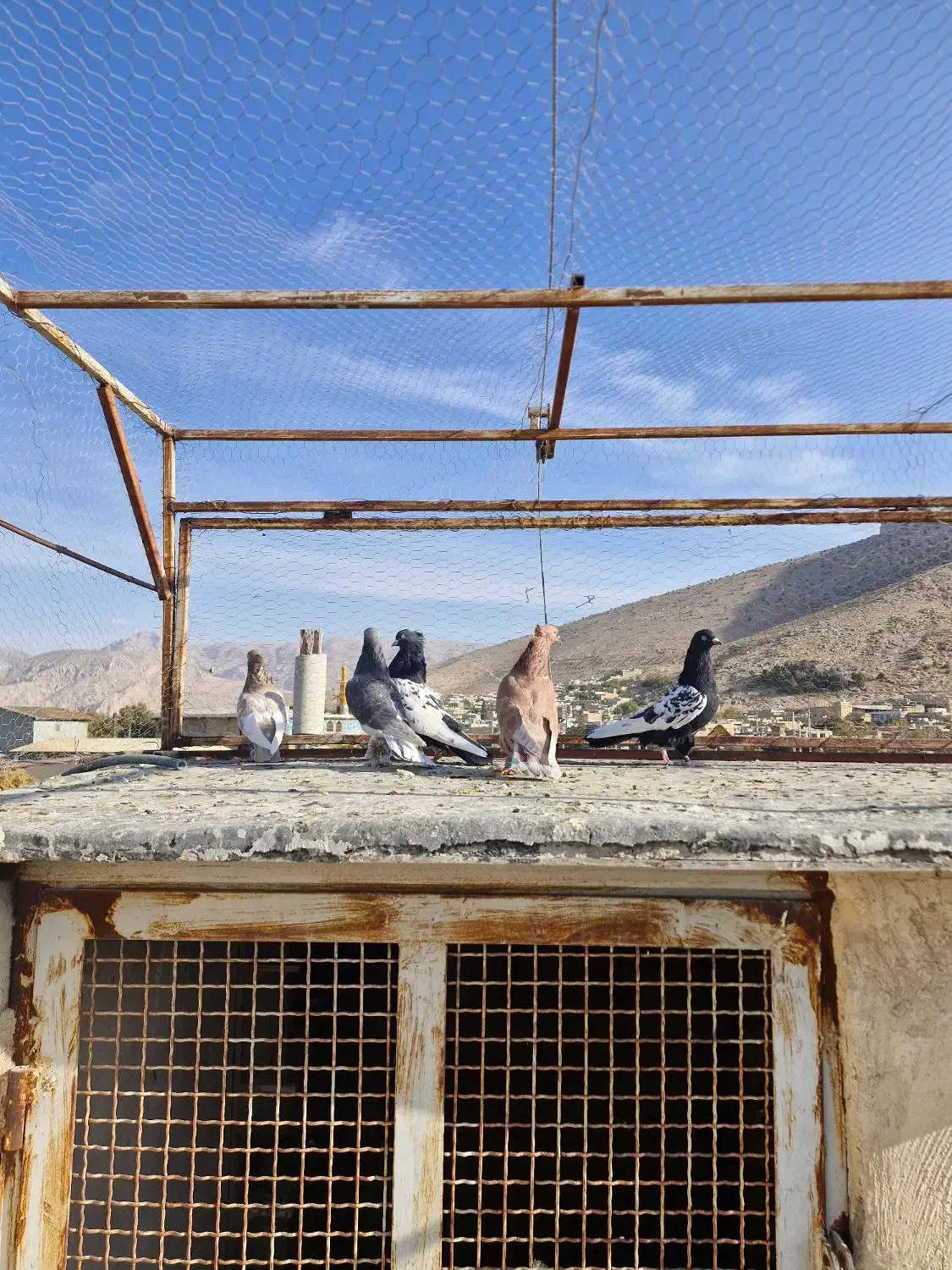 کبوتر|پرنده|سیدان, |دیوار