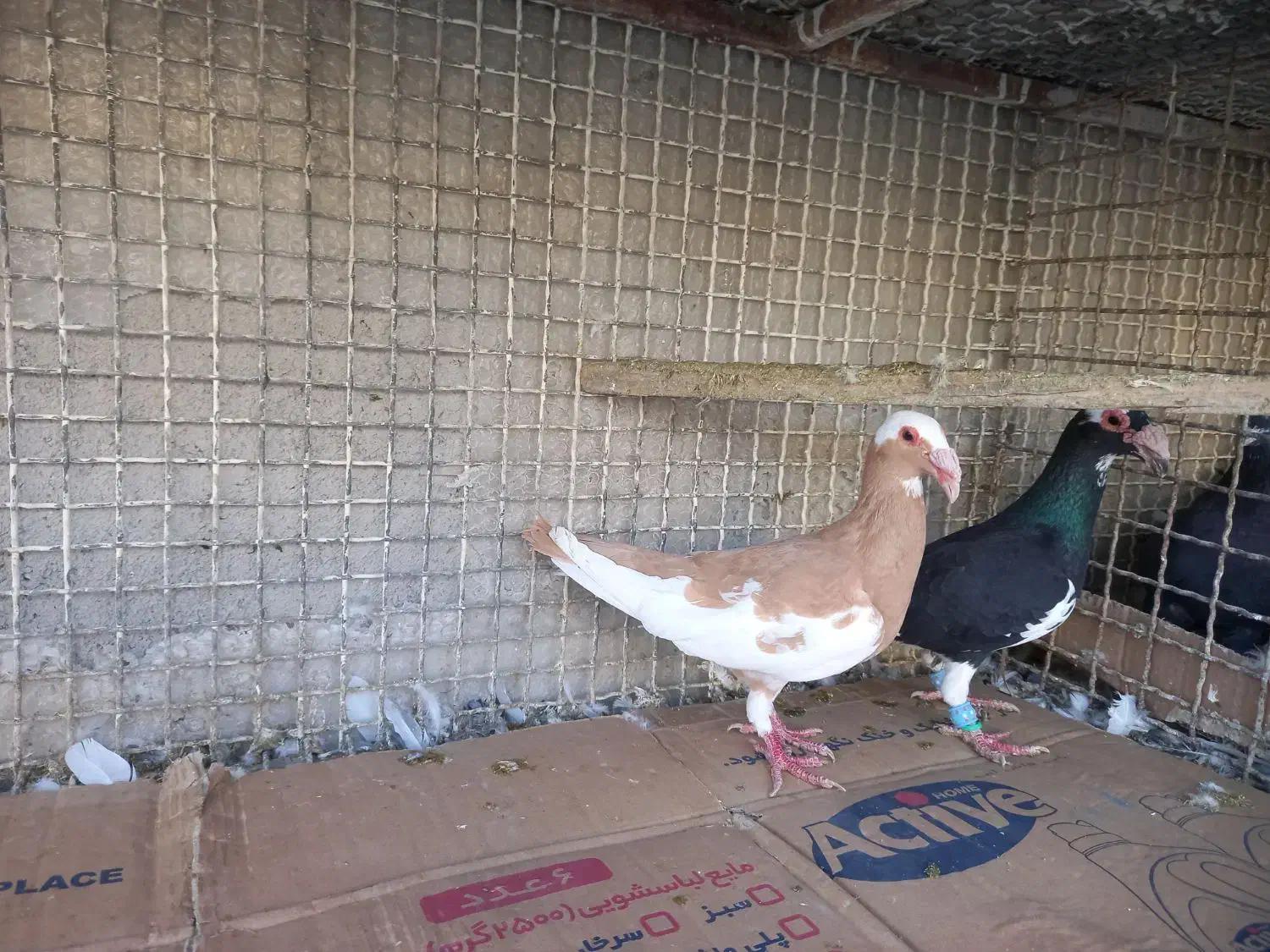 اسکندرون اصیل وارداتی جفت،کاریر نروماده اصیل|پرنده|مشهد, چاهشک|دیوار